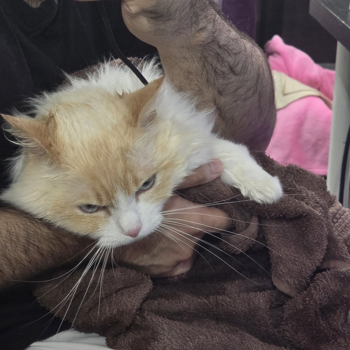 He had an accident and I had to bathe him. Not a happy kitty 😭