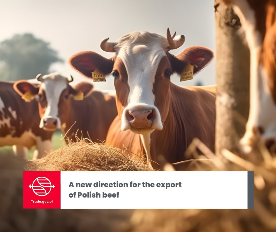 🐮Polish beef is gaining another non-European market. The arrangements between the Polish and #Maldives veterinary authorities , which have just been completed, open up the possibility of #exporting #beef and its products to that market.

Read more👇
trade.gov.pl/en/news/a-new-…