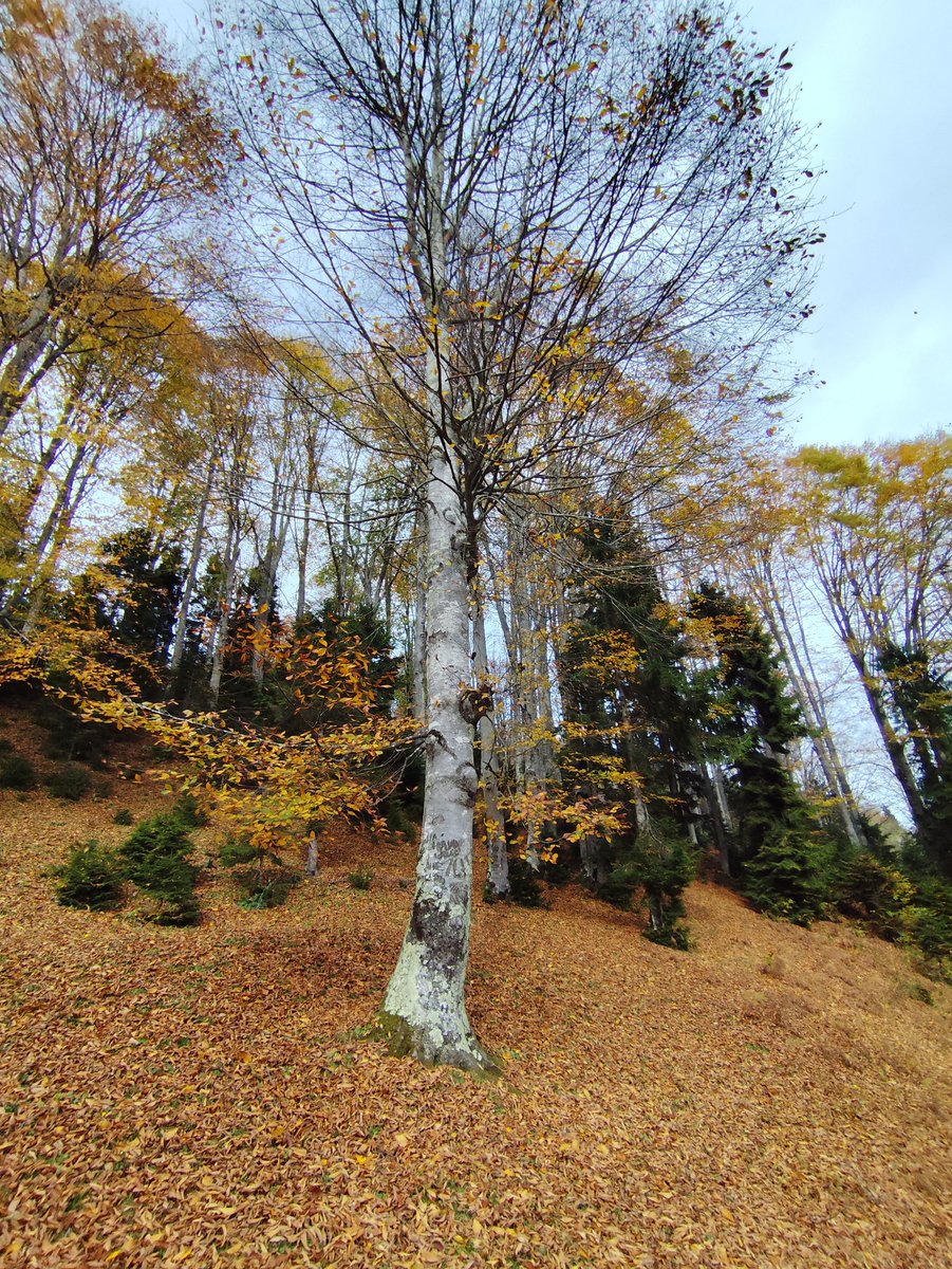 Koşmasanda yetişirsin şayet yazıldıysa 
#sonbahar
#yaprak
#doğa
#huzur