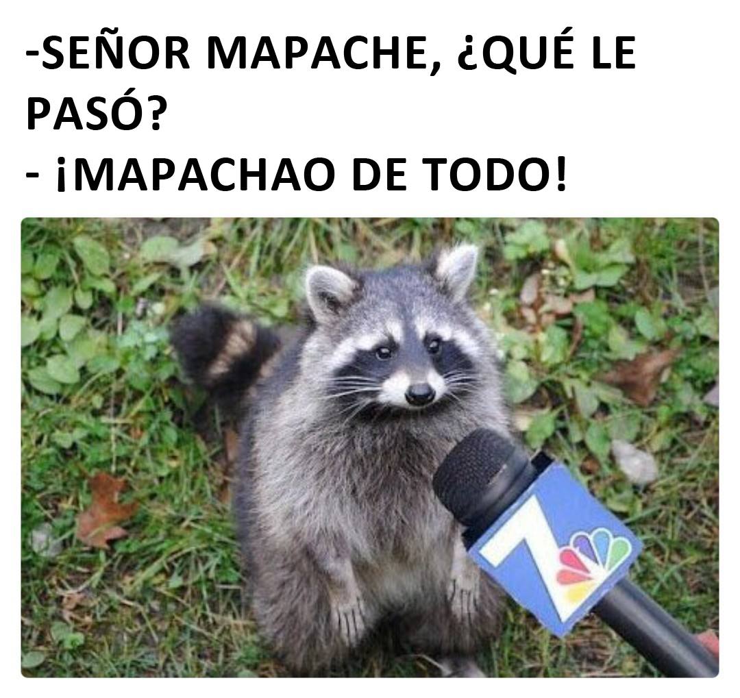 Clara North 🦝 The Last Raccoon tweet media