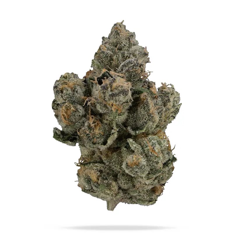 TheFloweryFL's tweet image. NEW YORKER 🗽@wizard_trees 
(Sour D x LCG)