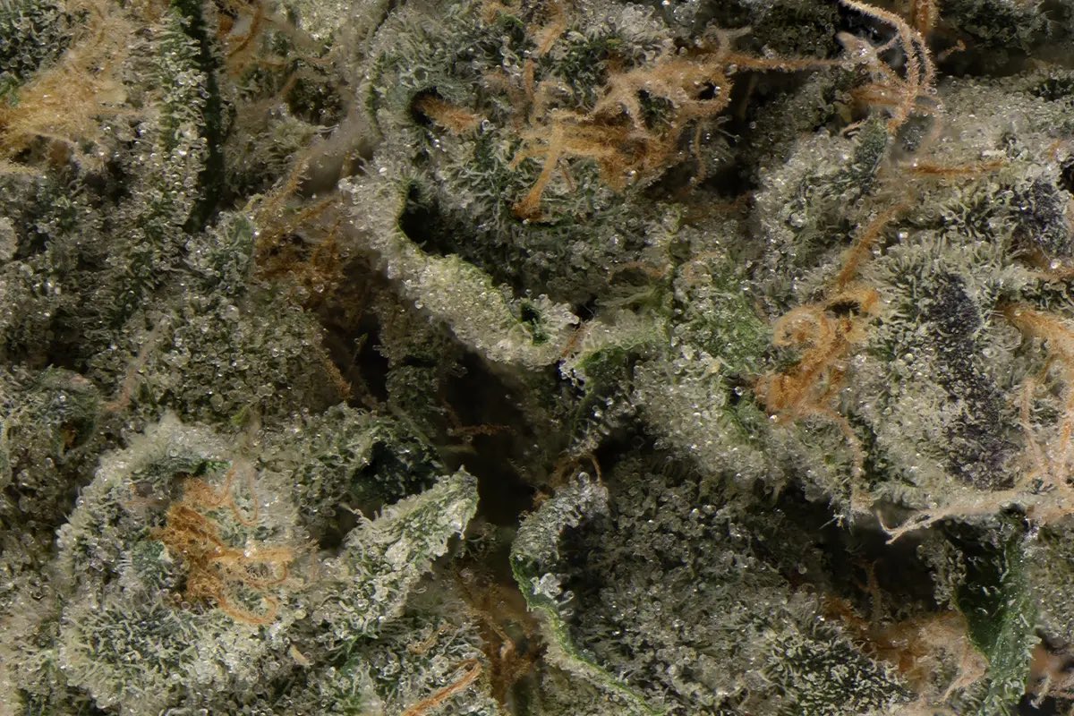 TheFloweryFL's tweet image. NEW YORKER 🗽@wizard_trees 
(Sour D x LCG)