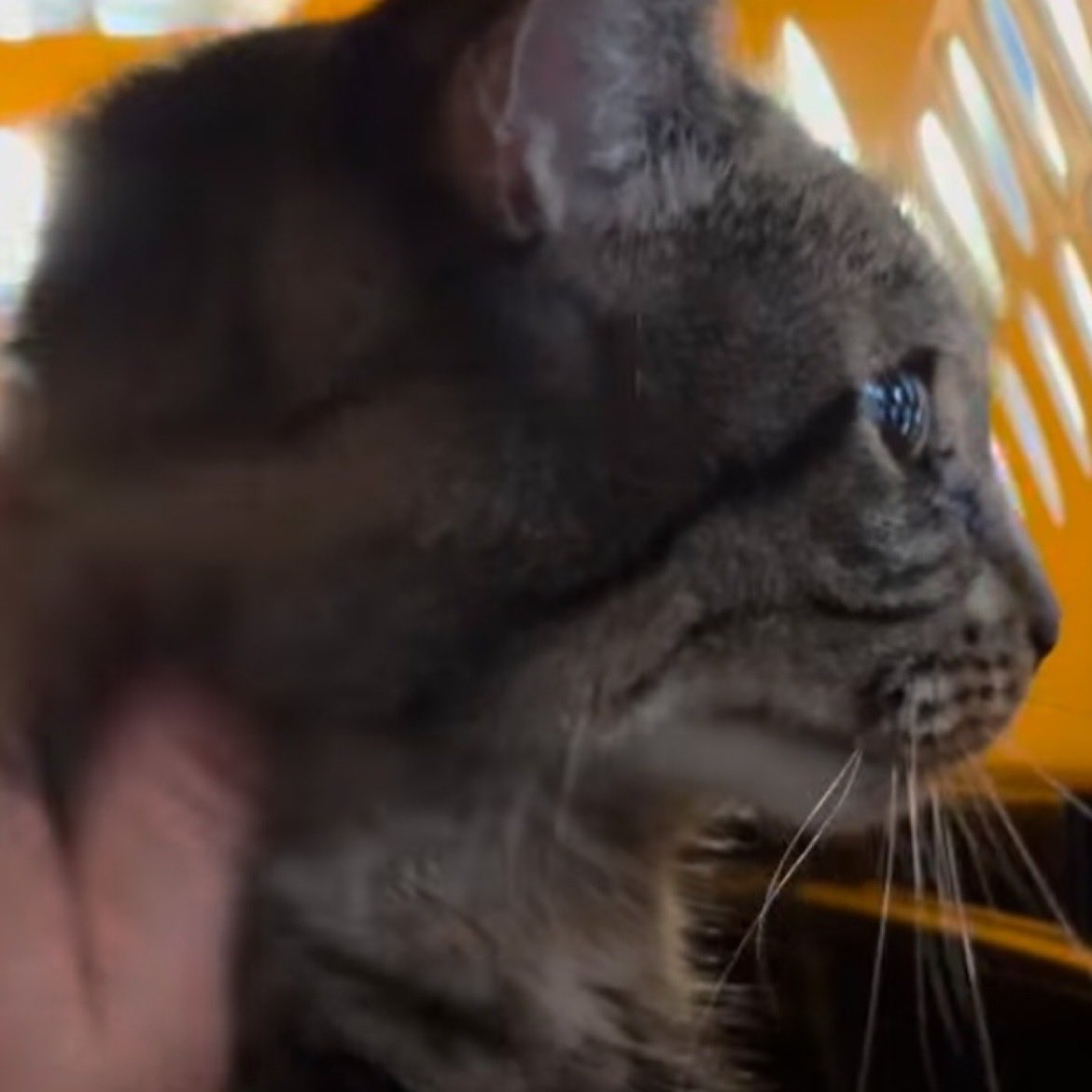 Kimberlykokourt's tweet photo. *Confirmed: #SunsetOrange #ID233981 Has Been Placed With Cat Republic : Donation Link: https://t.co/d6euXgEEz3 Venmo: @catrepublic : PayPal: https://t.co/mvFUpMDukh : @BrendaReam31483 $10, @aGODta $100, @karenkaren69 Repledge & @JeanineYoung $25 RT https://t.co/jDV97Ug4vF