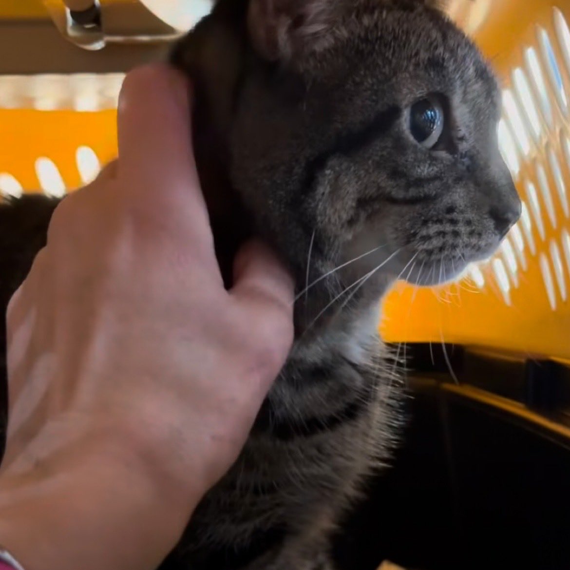Kimberlykokourt's tweet photo. *Confirmed: #SunsetOrange #ID233981 Has Been Placed With Cat Republic : Donation Link: https://t.co/d6euXgEEz3 Venmo: @catrepublic : PayPal: https://t.co/mvFUpMDukh : @BrendaReam31483 $10, @aGODta $100, @karenkaren69 Repledge & @JeanineYoung $25 RT https://t.co/jDV97Ug4vF
