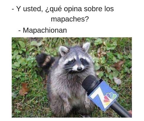 Clara North 🦝 The Last Raccoon tweet media