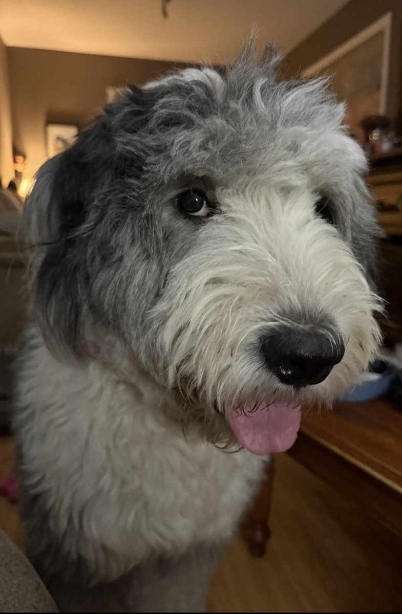 Happy #tot! This was me…after midnight…telling mom that I won’t make it through the extra innings of the World Series! I really did try 🐶🐾😴
#oes 
#WANTITALL 
GO JAYS GO! 💙⚾️