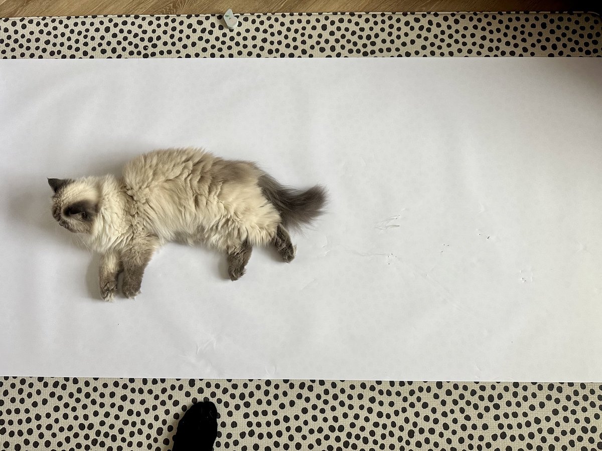 GlimmerEP's tweet photo. Meet my Assistant Psychologists 😻😻 Specialising in #furapy and adding their signature claw marks to all my purr-son-centred planning paperwork 😒🐾🤍

#adayinthelifeofanep #educationalpsychology #educationalpsychologist #personcentredplanning https://t.co/hXVrRkzLfI