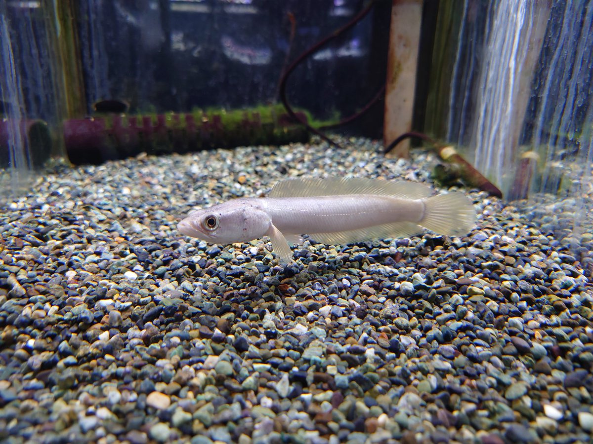 かねだい我孫子店 on X