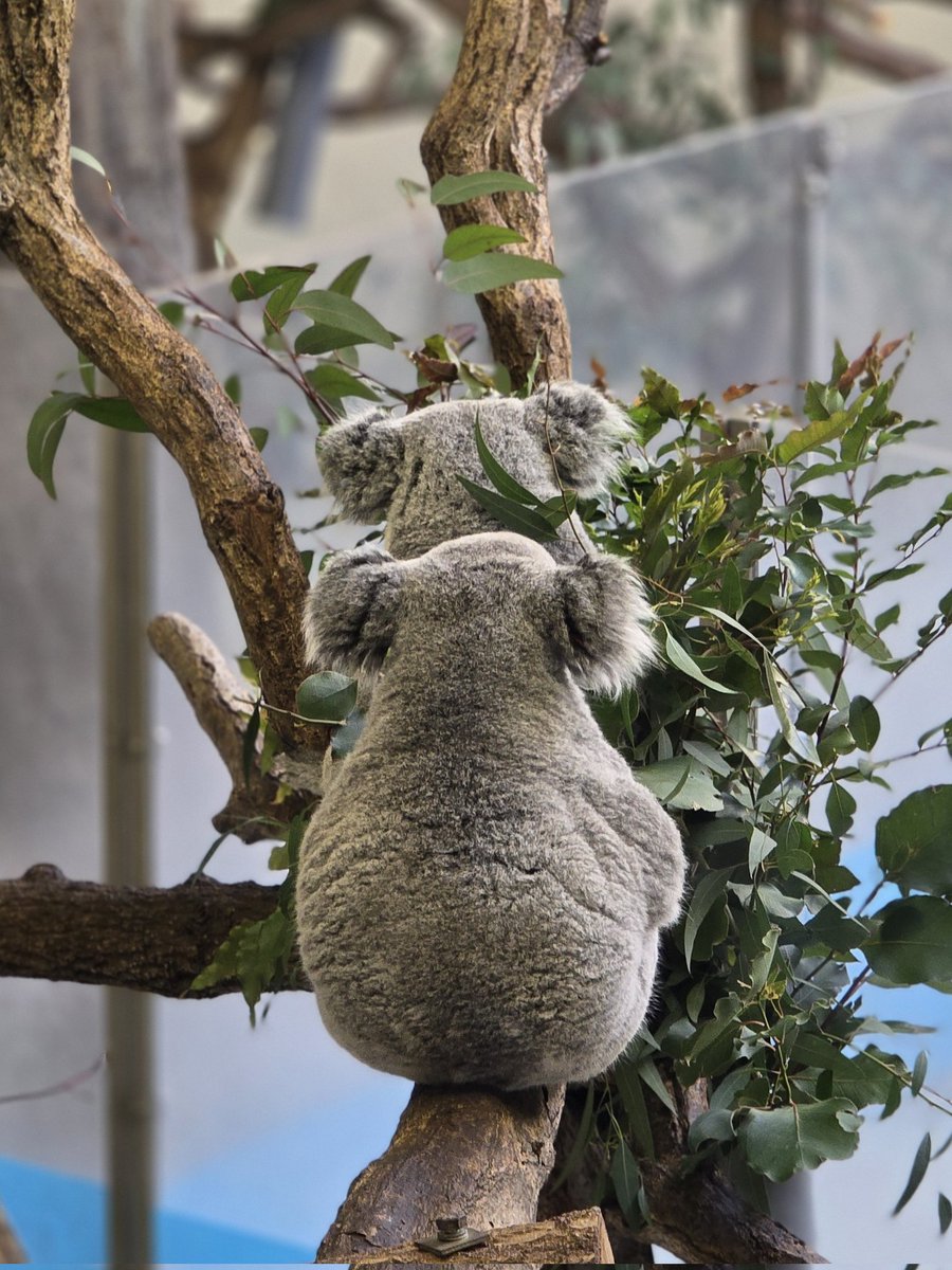 ひるしょー🐨 on X