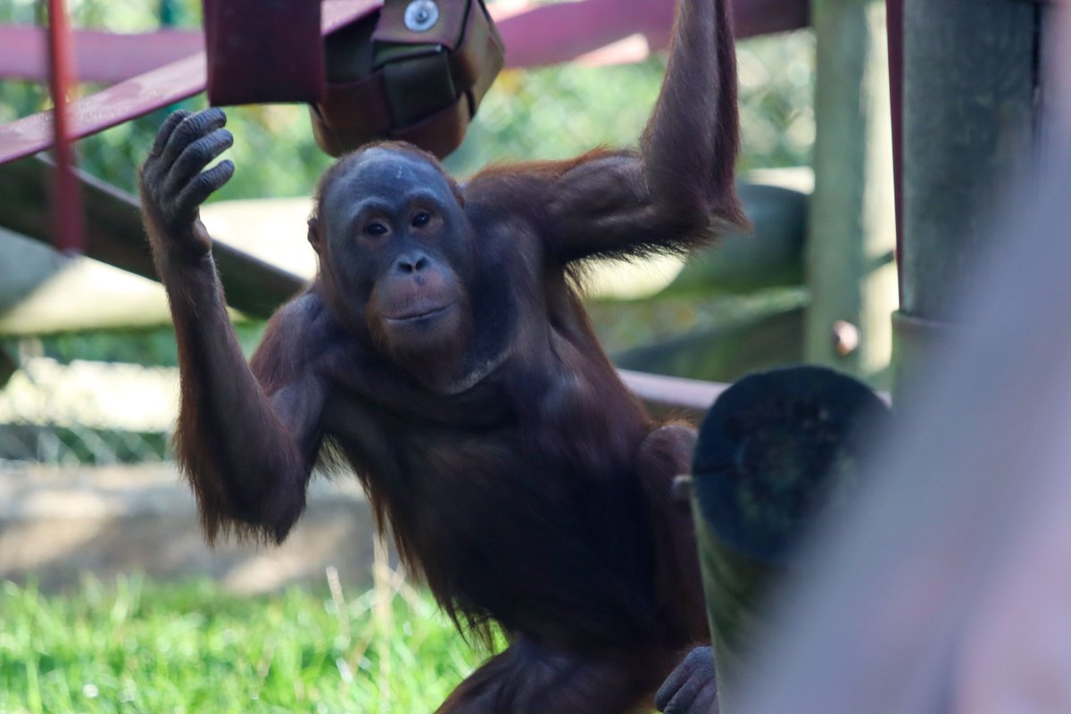 Rachael took this one of Hujan, a Bornean orangutan orphan- one of our not so little ones in the nursery! He's gone through a growth spurt recently and lost his baby face!