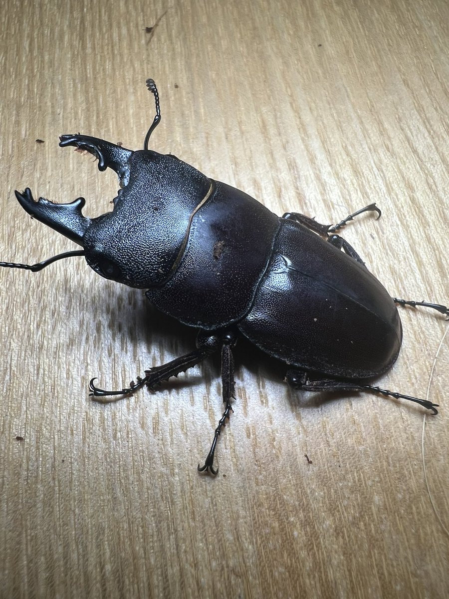 クロコブサイチョウ　♂♀ペア　頭骨 クロコブサイチョウ (Ceratogymna atrata)