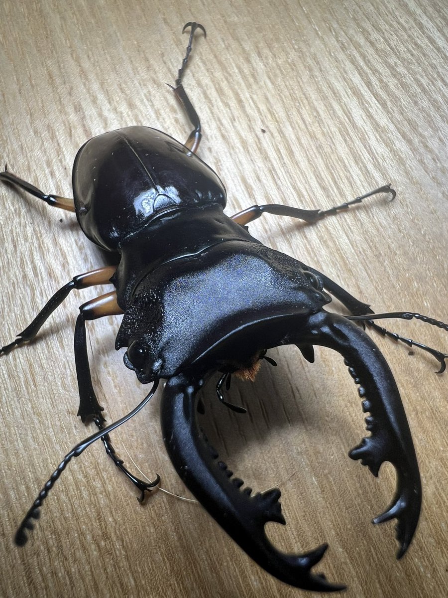 昆虫専門店 常北ファーム on X