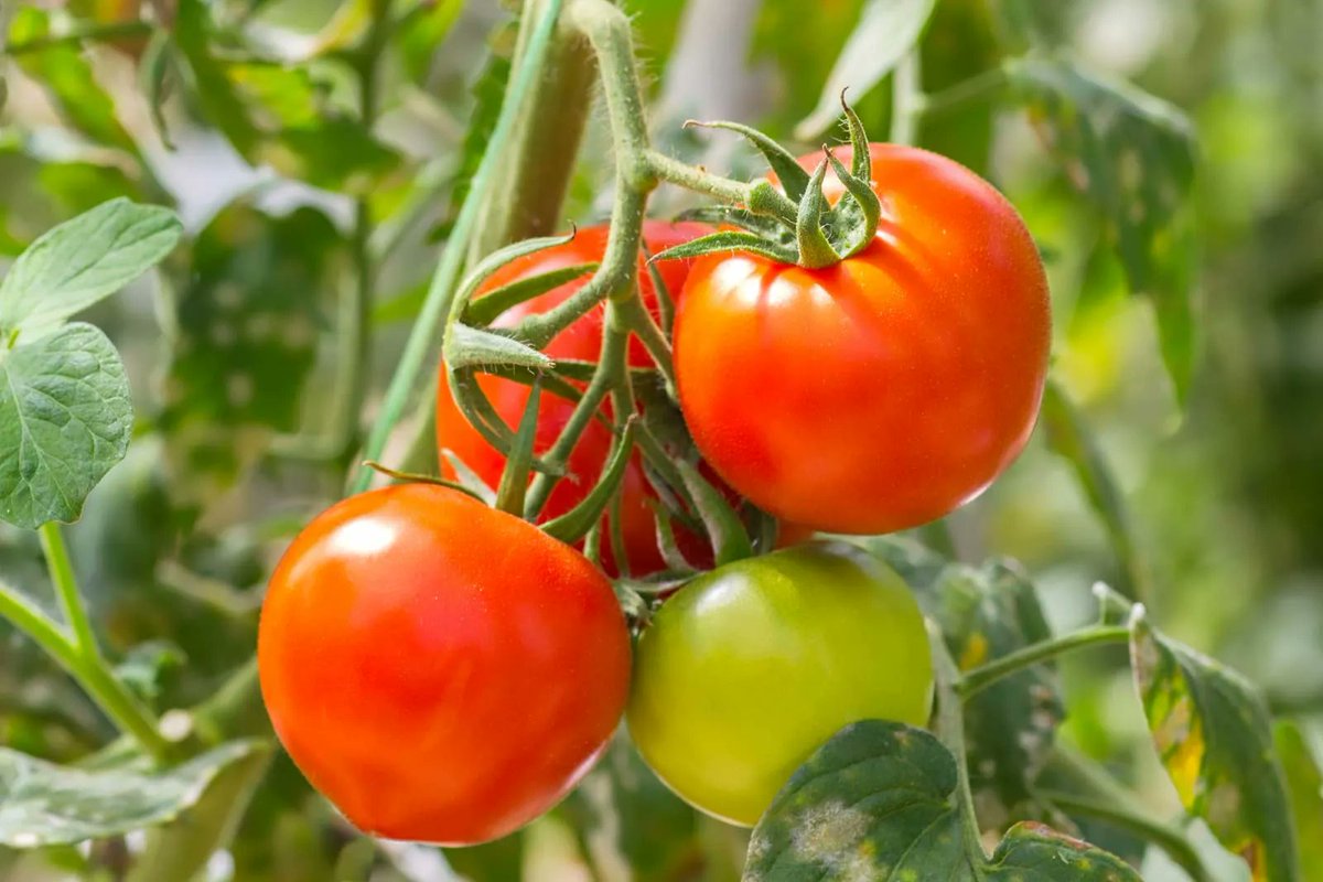 Tomatoes are not a health food.

They are a nightshade containing solanine, a glycoalkaloid that can cause inflammation, joint pain, and gut issues in sensitive individuals.

The lectins in tomato seeds and skin bind to the gut lining and can trigger autoimmune responses.