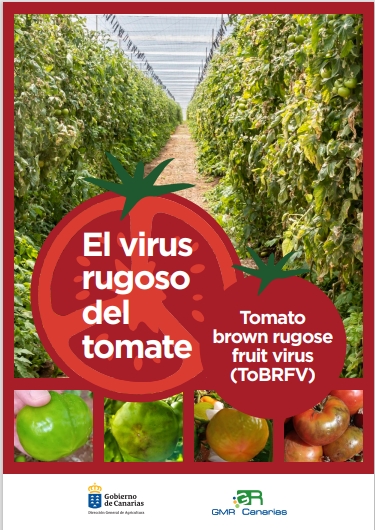 #HOJADIVULGADORA| 

🍅El virus rugoso del tomate ToBRFV.

La peligrosidad de ToBRFV radica en que es fácilmente transmisible por contacto entre plantas al realizar labores de cultivo, y en que es muy persistente.

agrocabildo.org/publicaciones_…

#Agrocabildo #tomates #toBRFV #virus