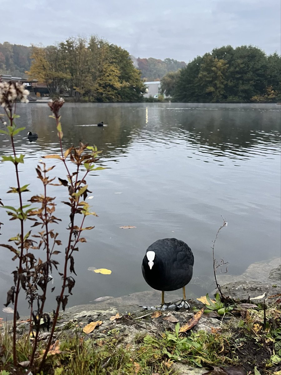 ちょっと前の写真　とても丸いオオバンさん