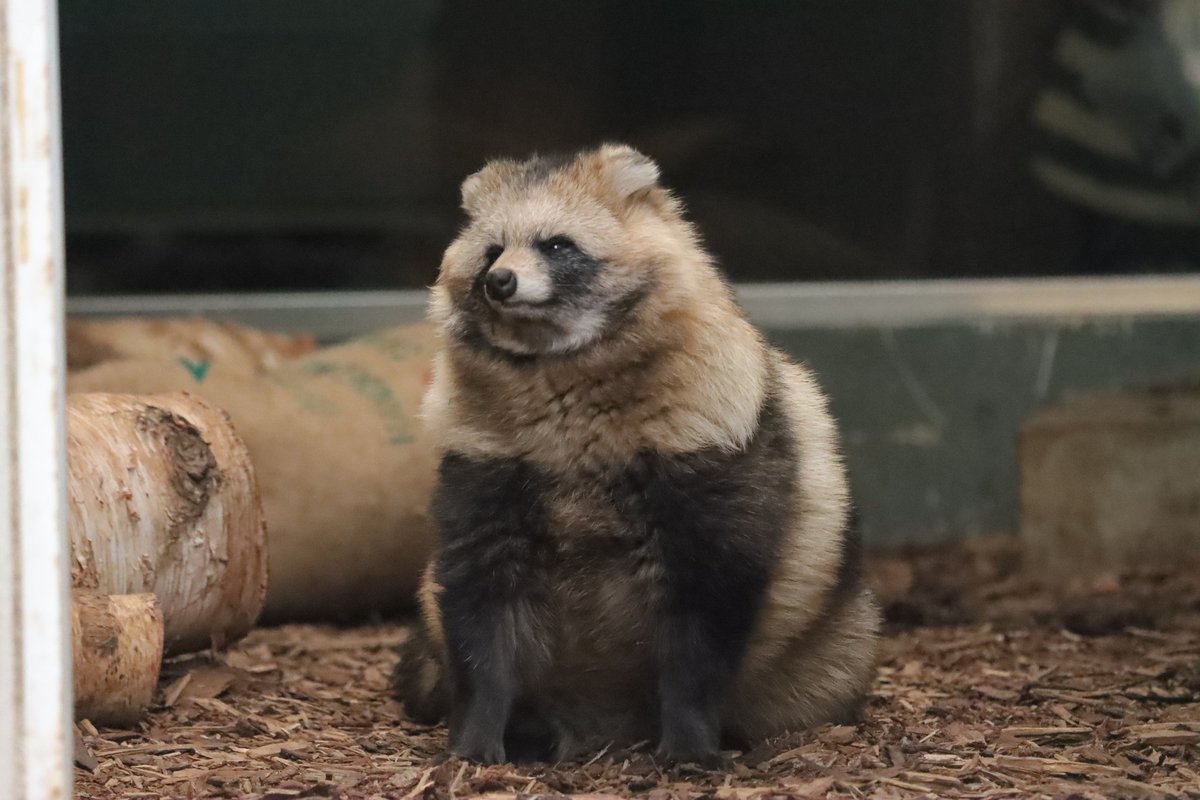 たぬき大好き健速素戔嗚命 (@Tantantanuki444) / Posts / X