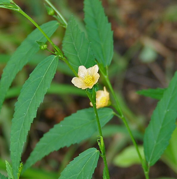 NY_amankwaa's tweet photo. All the parts of this herb was created and blessed for manhood, every guy who has tried it will testify especially the roots🍀❤️ https://t.co/suWRKnQhD9