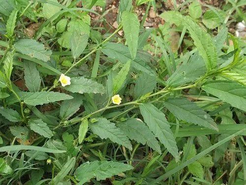 NY_amankwaa's tweet photo. All the parts of this herb was created and blessed for manhood, every guy who has tried it will testify especially the roots🍀❤️ https://t.co/suWRKnQhD9