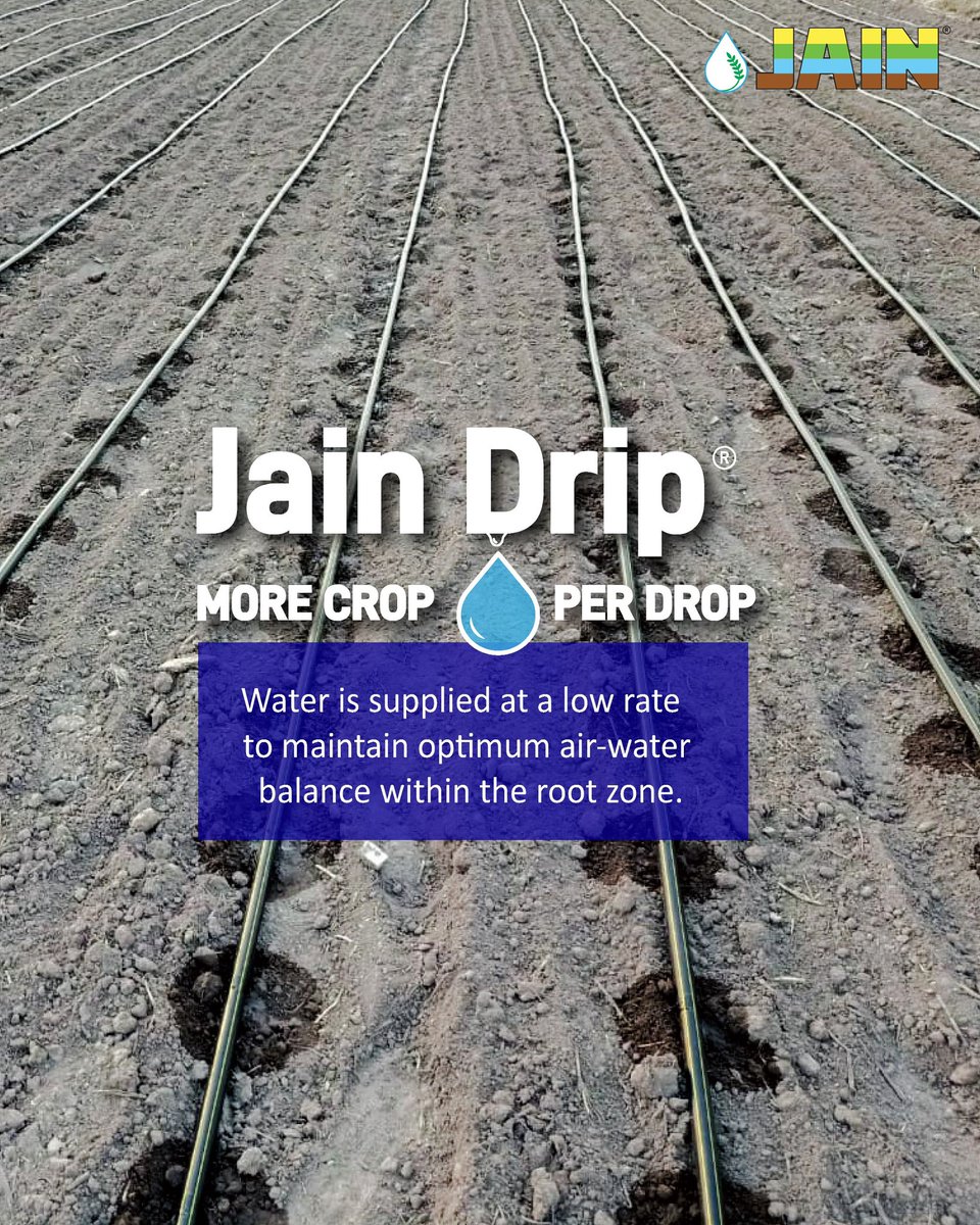 JainIrrigation's tweet image. Every drop tells a story of care, precision, and growth 🌱 

Jain Drip delivers water directly to the roots, where it matters most.
No wastage, no guesswork, just smart nourishment for every plant 💧