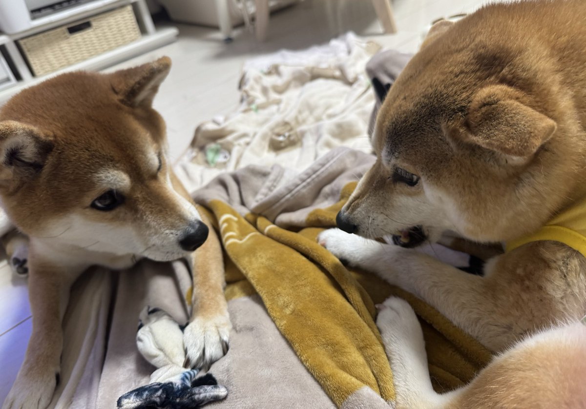 何で怒ってるんだ？🐕
#柴犬