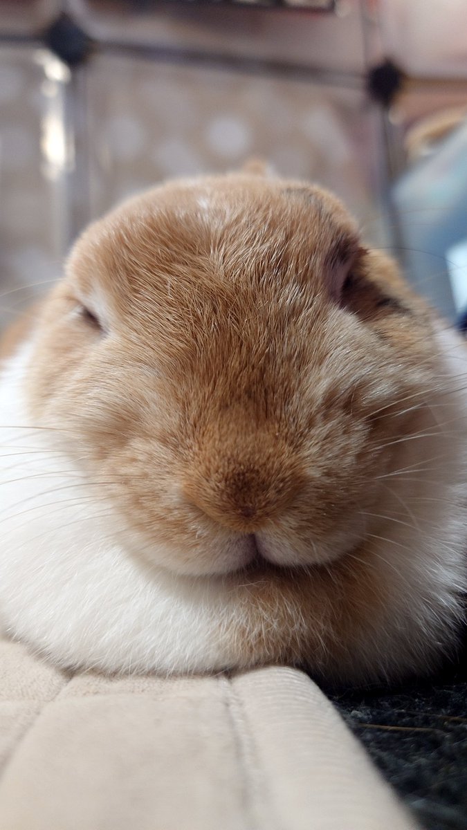 きなこ様 ヤマヨ きなこちゃん 4個 (4965041300020) の仕入れ・箱買いなら