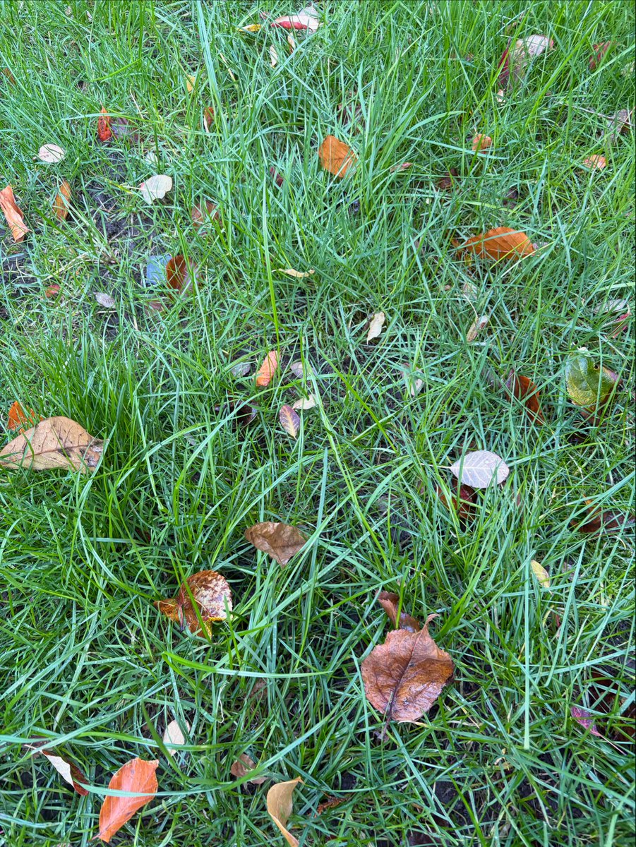 Looking for an autumn garden tidy in North Leeds? Get in touch 📲 🍁🍁🍁 #adel #bramhope #menston #guiseley #yeadon #rawdon #horsforth