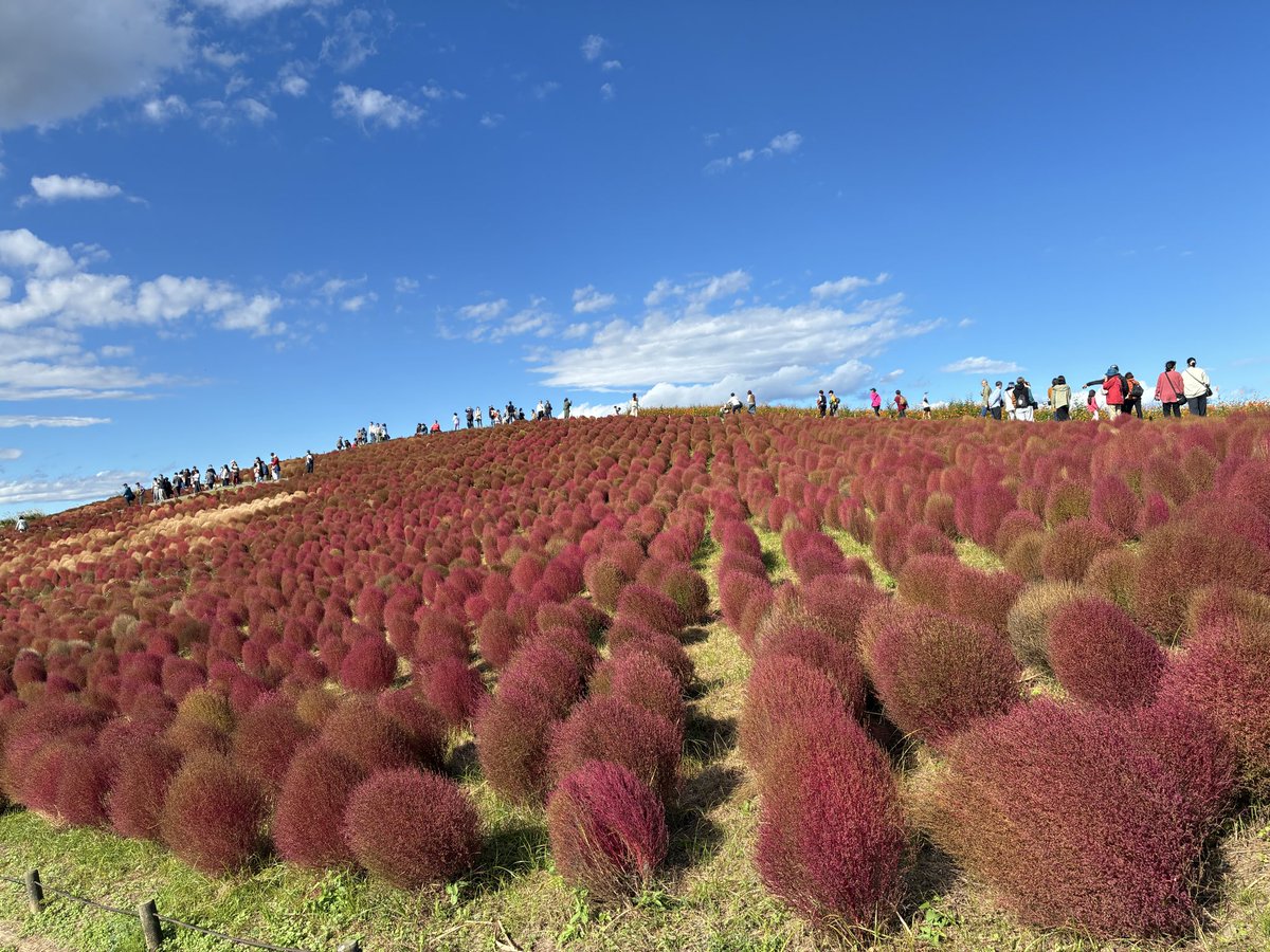 今日は #ひたち海浜公園 へ🚗 コキアを見に行ってきたよ キレイだった