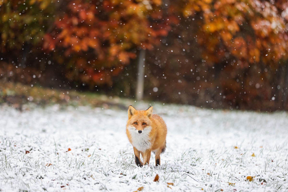 今日の
#北きつね牧場