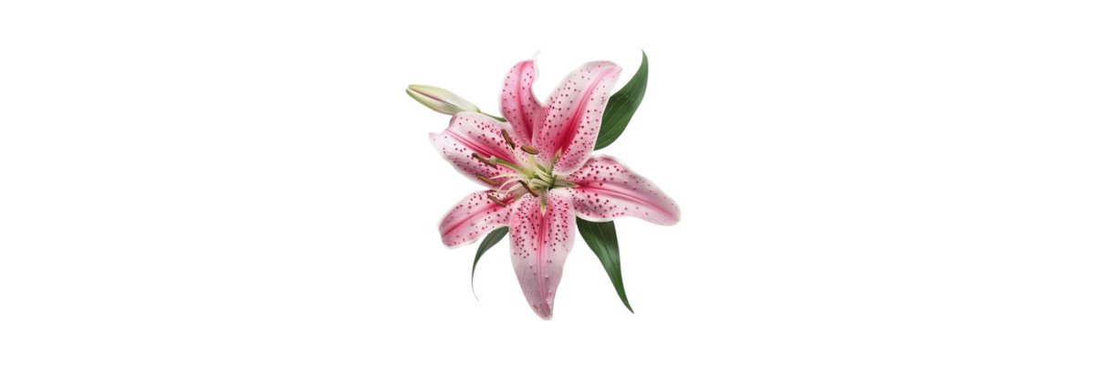 silidihan's tweet photo. ——— ゛in full bloom (full-length)  ⸝⸝.ᐟ⋆ https://t.co/vY2113TSZr