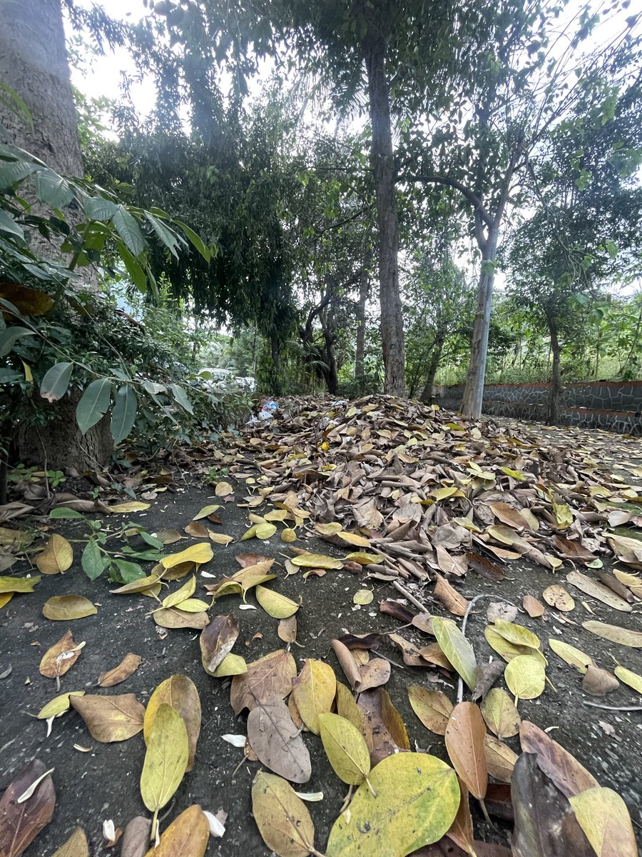 mariakauriam's tweet photo. Giant piles in #Sector1 #Sanpada right now, and what @NMMConline and @AmcWard97160 are doing instead of sending an excavator and a truck? https://t.co/JPB4CbVg0W