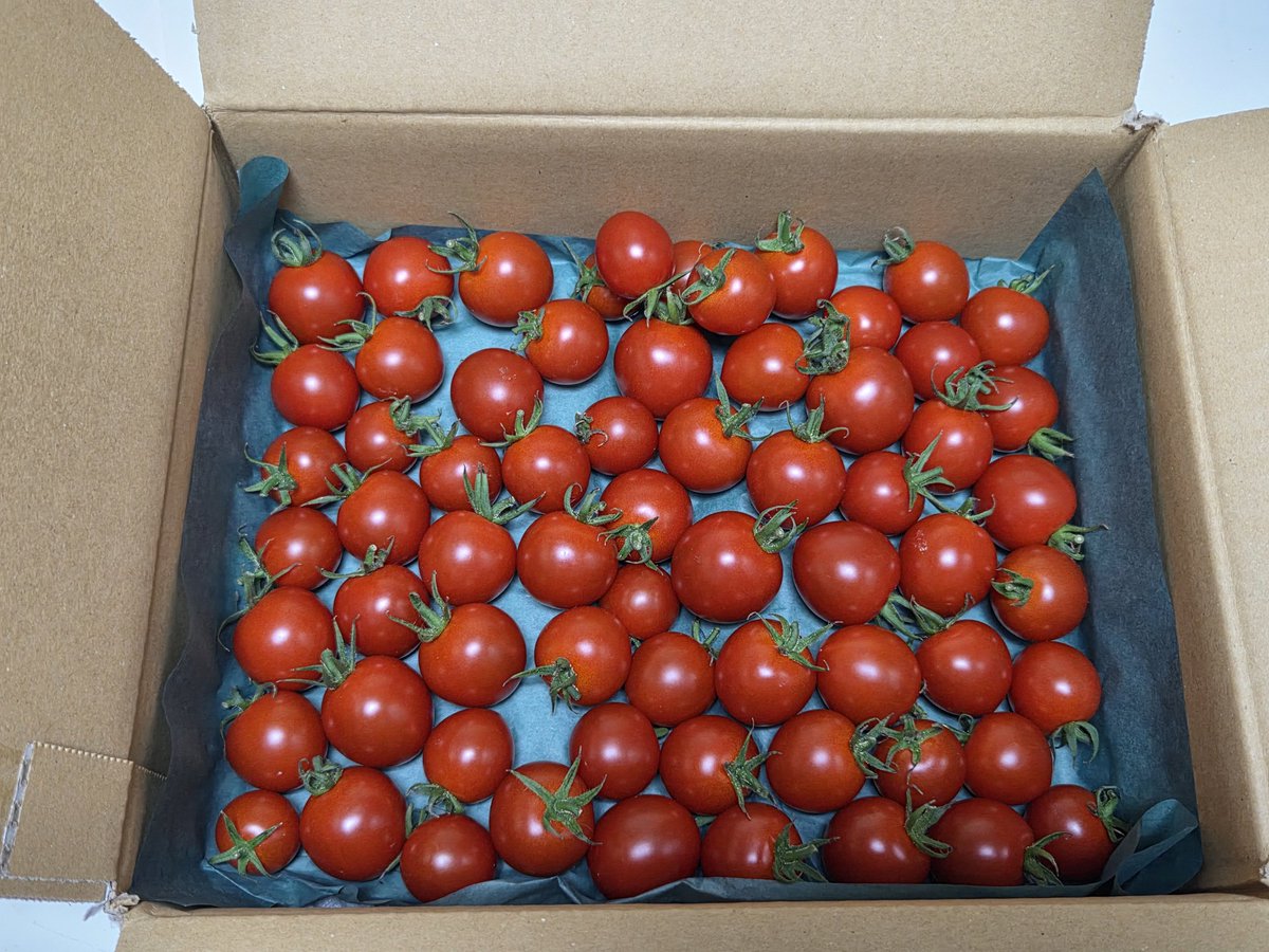 とまと様ご依頼品 刺し子ふきん方眼ガイド（紺） - DARUMA STORE