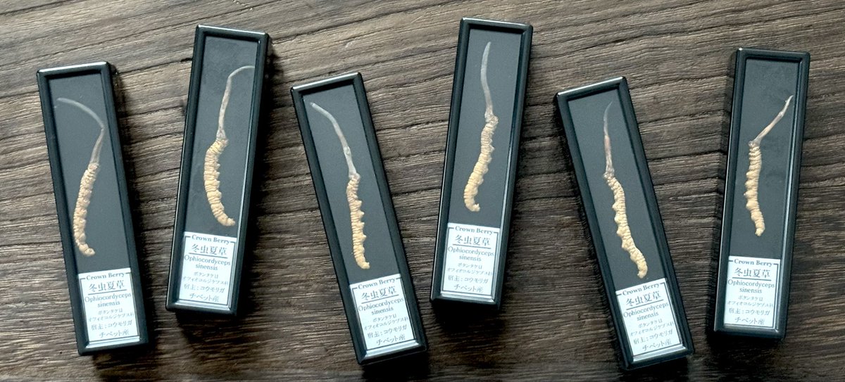 冬虫夏草をコレクションに加えたい方
居られますか？