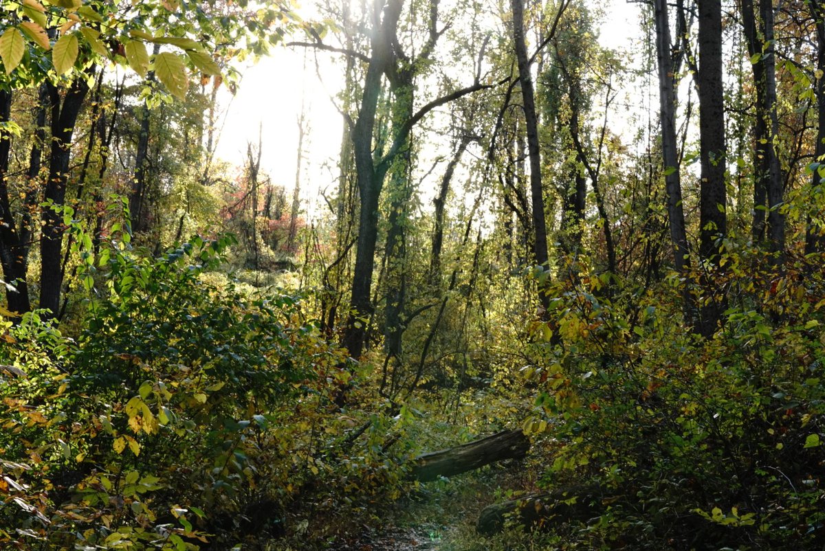 BryanM07091272's tweet image. Grow tall, stand strong.🌳🌴🪾🌲

QP/Share🌳🪾🌲

 #TuesdayTrees 
#TreeClub