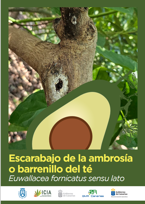 #HOJADIVULGADORA| 

🪲Escarabajo de la ambrosía o barrenillo del te.

🥑Es una plaga que ataca a los árboles de aguacate. En Canarias aun no se ha detectado, pero se han tomado medidas de vigilancia. 

agrocabildo.org/publicaciones_…

#Agrocabildo #plaga #escarabajo #aguacate