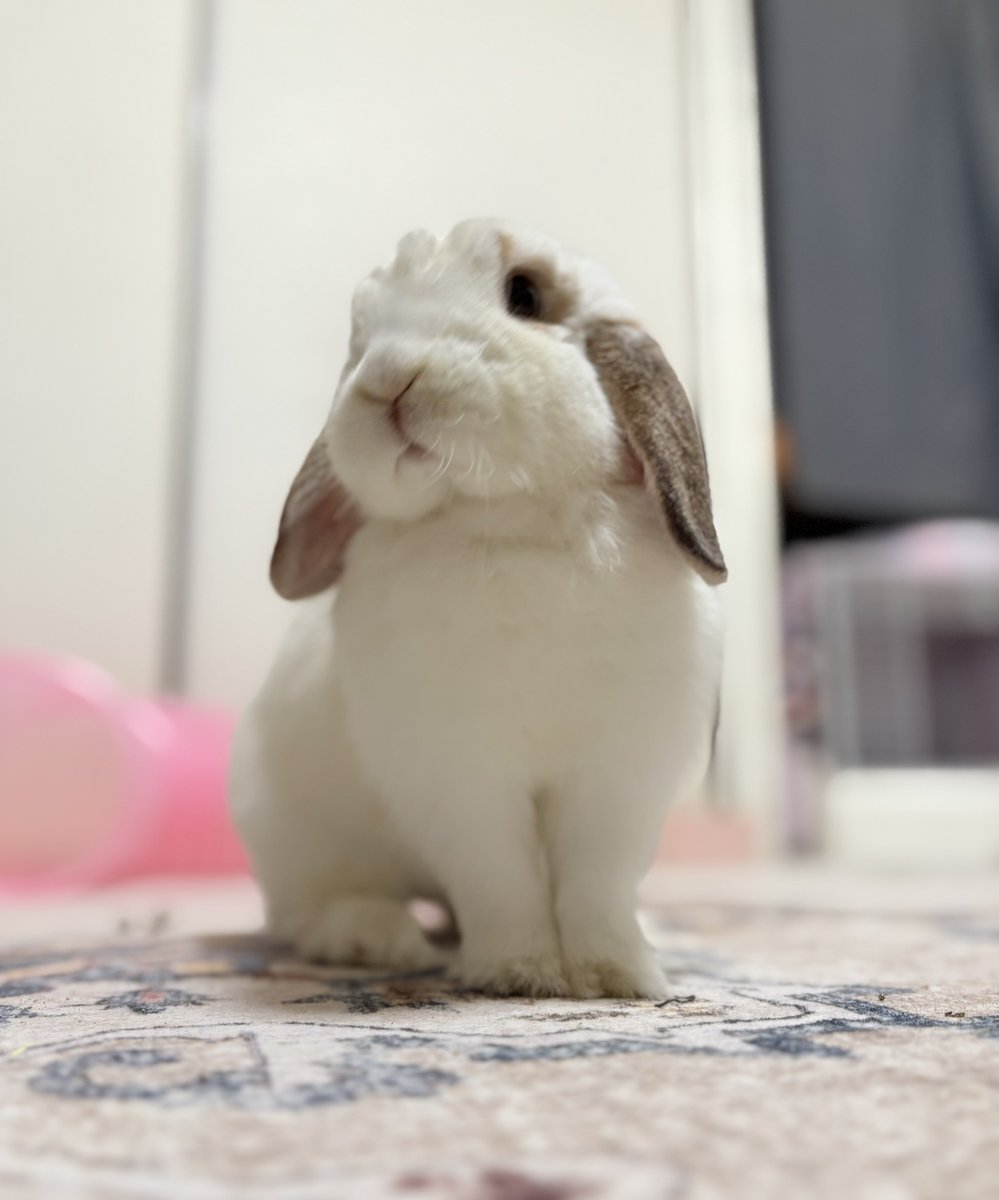 うさぎさん◆プロフ参照◆発送遅れます様用　アンネームドメモリー　キャンバス うさぎさん◇プロフ参照◇発送遅れます様用 アンネームド