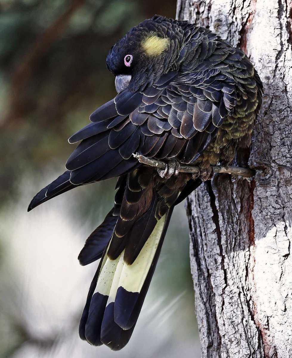 Reinhard__67's tweet photo. Yellow tailed black cockatoo, male have pink eye rings and dark upper bills, whereas female have dark grey rings with white upper bills. tere are a few other visual difference, but these are the most obvious. 

#yellowtailedblackcockatoo
#brisbanephotophotography https://t.co/MPMJD8HwmD