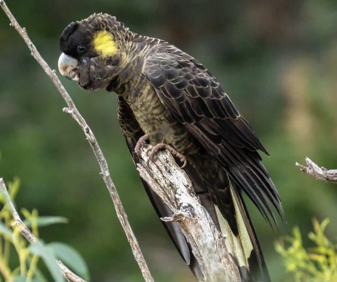 Reinhard__67's tweet photo. Yellow tailed black cockatoo, male have pink eye rings and dark upper bills, whereas female have dark grey rings with white upper bills. tere are a few other visual difference, but these are the most obvious. 

#yellowtailedblackcockatoo
#brisbanephotophotography https://t.co/MPMJD8HwmD
