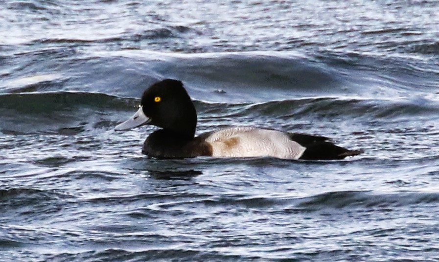 Lesser Scaup at Ditchford this morning. #northantsbirds <a href="/bonxie/">Mike Alibone</a> @NatureUk <a href="/Britnatureguide/">The British Nature Guide</a> <a href="/Natures_Voice/">RSPB</a> #TwitterNatureCommunity