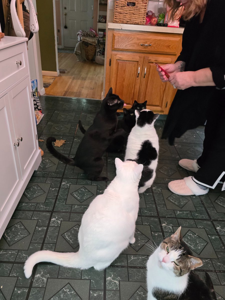 JSteinbroner's tweet photo. @thekittenwinksy Yes, we are cat people... https://t.co/r7jmR0QOcL