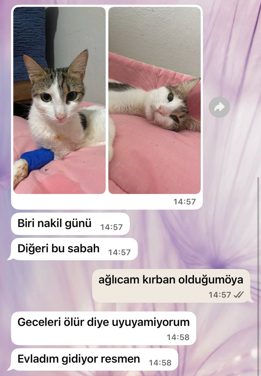 zeyno_citlembik's tweet photo. çok kötü oldum lütfen paylaşalım bulalım https://t.co/21JUC1xWU5