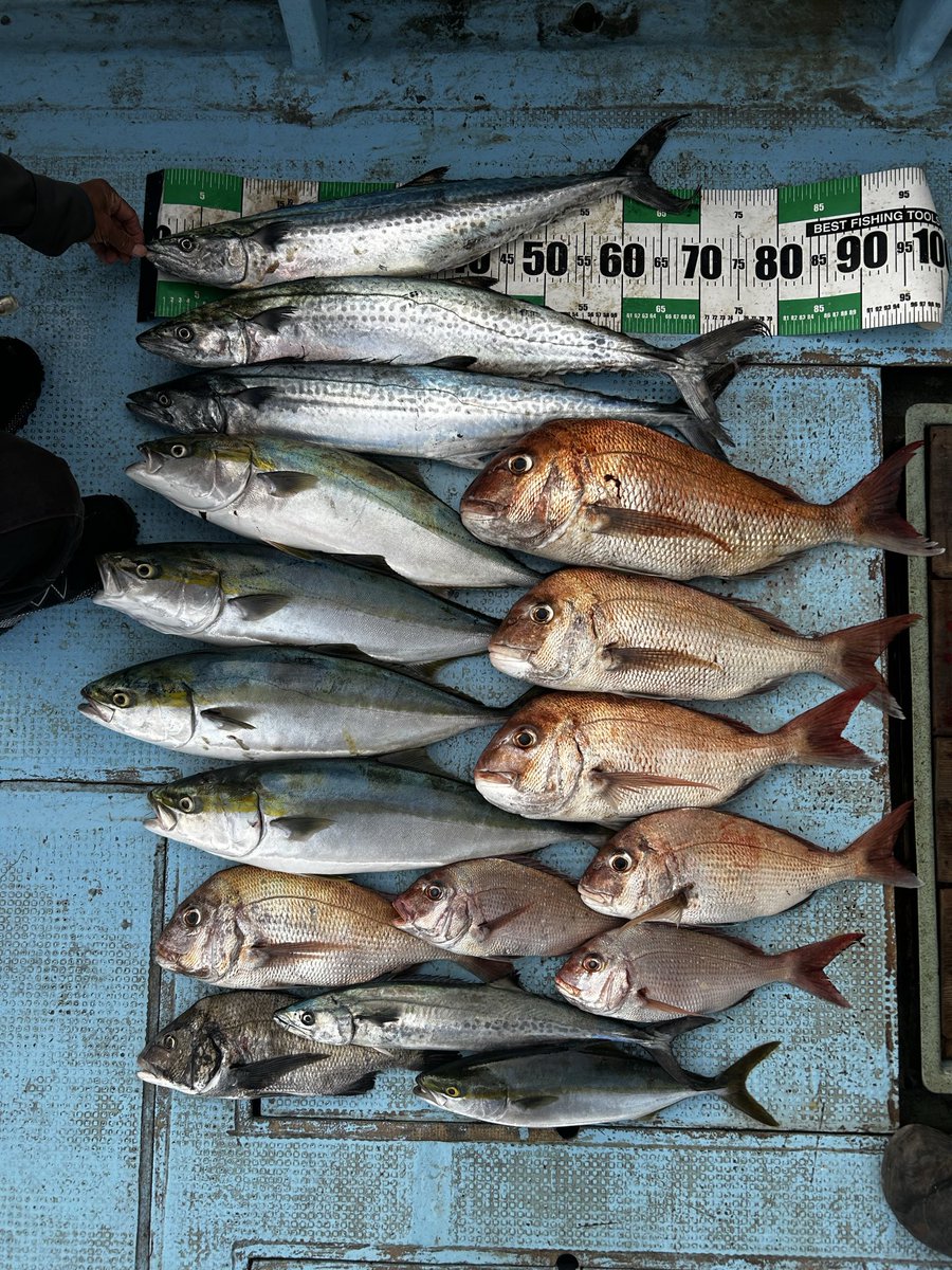 sakanatsuring's tweet photo. サワラ釣りたかったなー
アザス🐟 https://t.co/VV2OSgxFwm