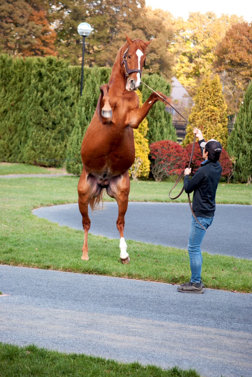 オルフェーヴル🏇