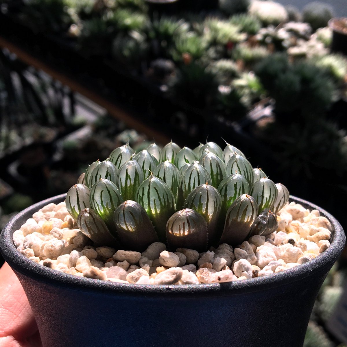 キネ@CrystalPlants (@crystalplants23) / Posts / X