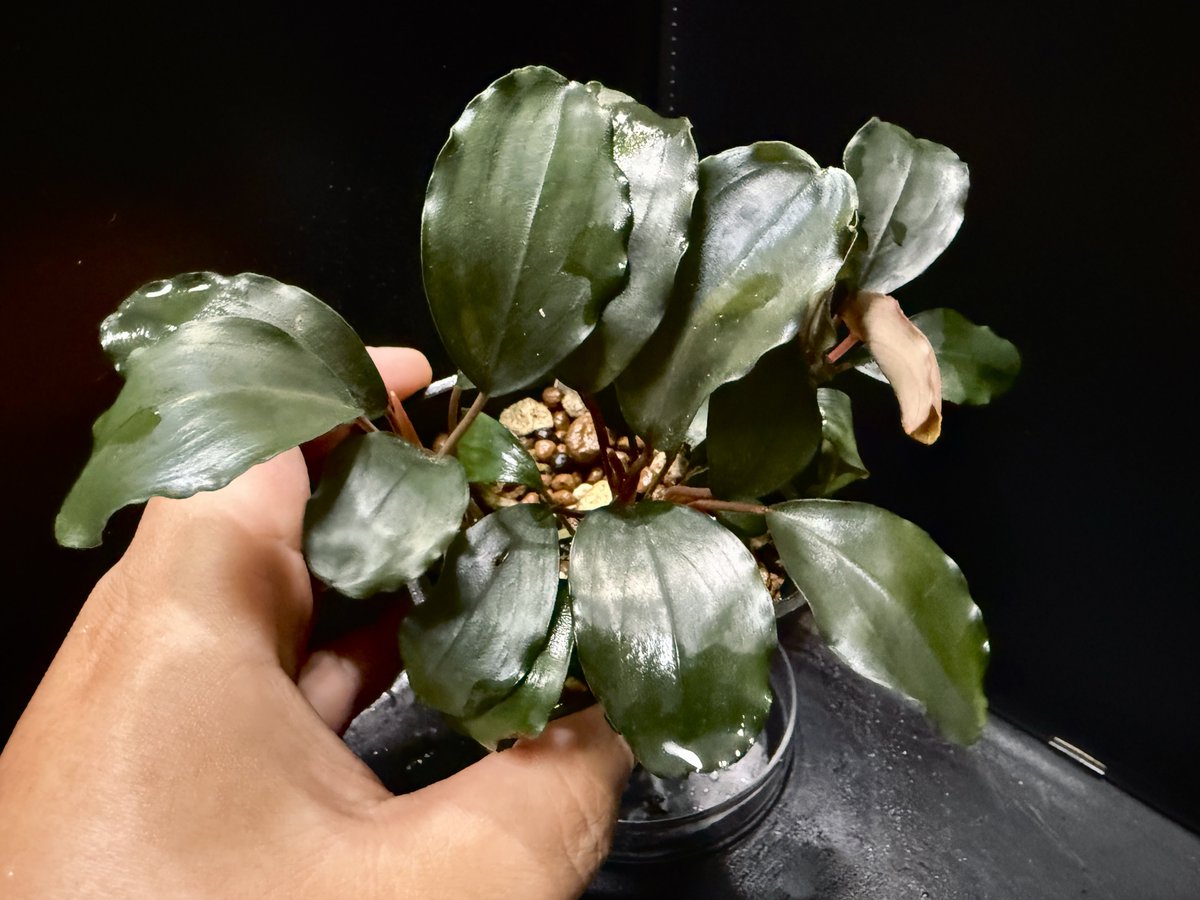 greenのキャッチ&ツイート on X