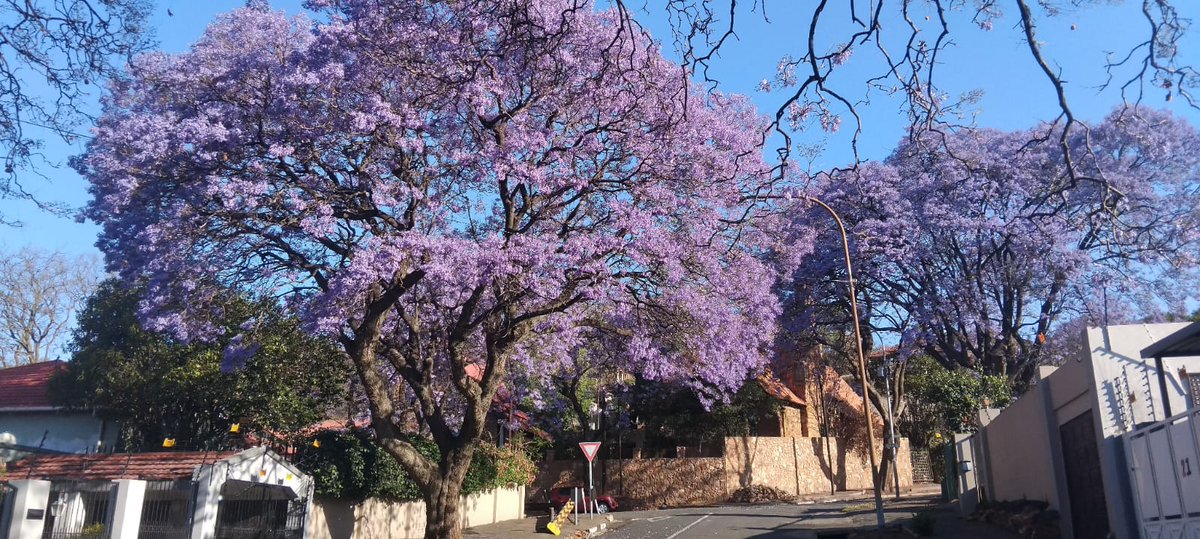 FitFunFusion's tweet image. The Jacaranda Kensington Johannesb u rg Walk - 2 Nov 2025. We meet in the parking area just outside Fournos Bedfordview (Bedford Mall), Shop U23 &amp;amp; U57 Bedford Gardens, Smith Rd, Bedfordview, Johannesburg, 2008. Join us for the walk and brunch afterwards. fitfunfusion.com/the-jacaranda-…