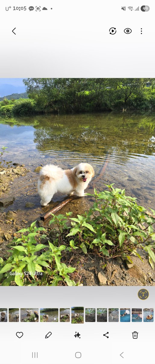 Dbdhdjdjdnnd's tweet image. 오늘이 우리 사랑이 실종된지 딱 3달째 되는 날 입니다.
한달..두달..오늘은 돌아올거라기대했ㄷ다가 해가 지는 시간이되면 절망에 휩싸이고..이렇게 3달이 지났어요.
우리 사랑이 돌아올수 있게 도와주세요..
널리 퍼뜨려주세요..너무나 소중한 아이입니다. 제겐 산소같은 존재입니다.
도와주세요ㅜㅜ