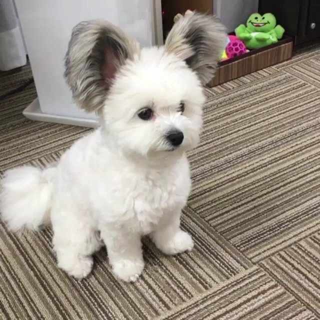 Puppies 🐶 tweet media