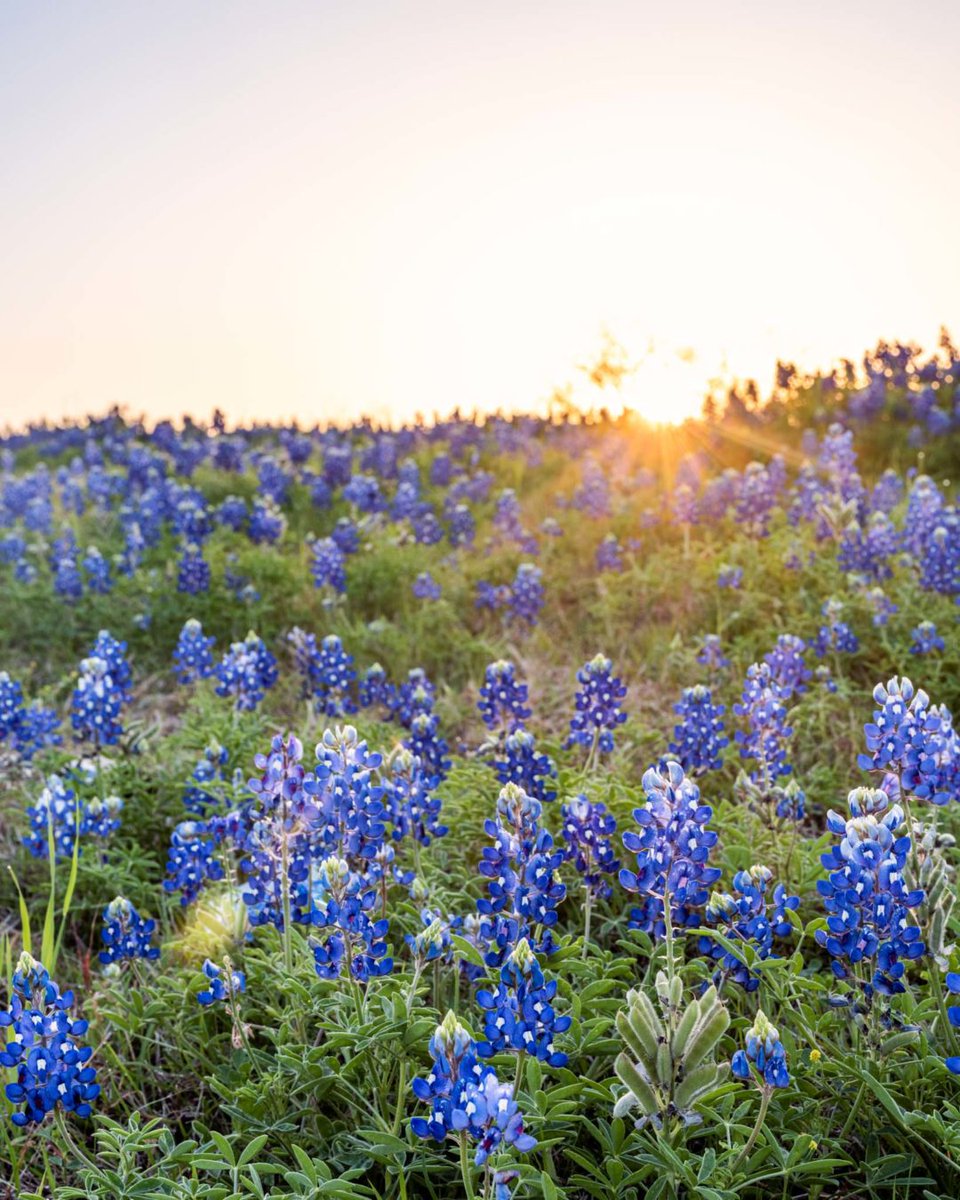 hamerba's tweet photo. Texas Bluebonnets https://t.co/hQ35cwUfau
