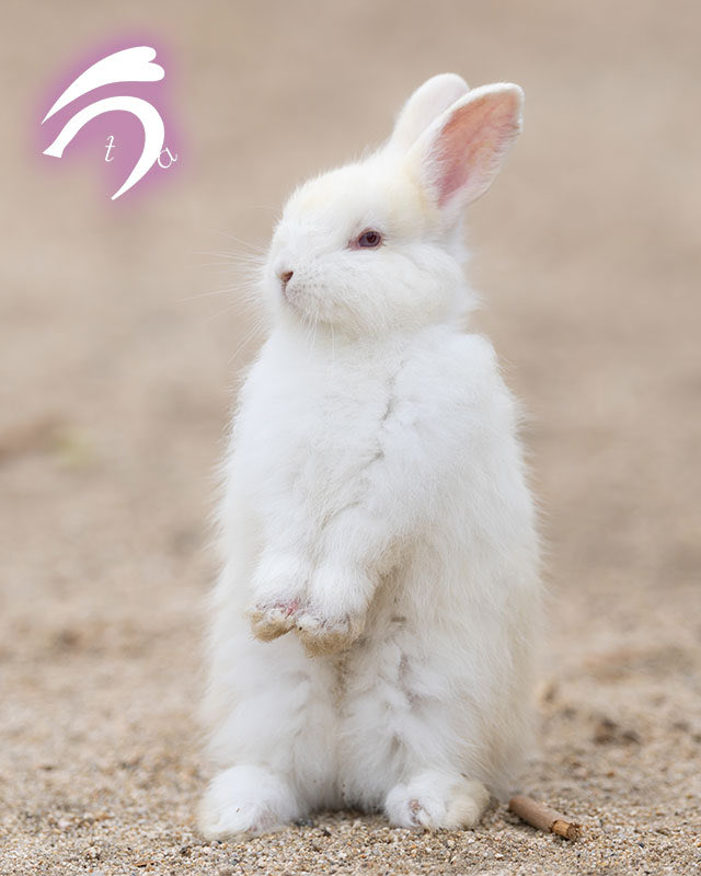 ふわふわうたっち🐇💕