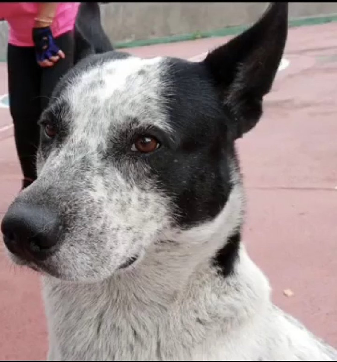 Porq preguntan en mi post de las mascotas fallecidas:SÍ,LA GENTE DE <a href="/Farmatodo/">Farmatodo</a> MATÓ AL PERRITO MANCHAS. No lo leerán por Grok porq no se reportó,en 2024 empleados d ahí me contaron,y lo hicieron cruelmente atrás en el local. Se aprovecharon de su confianza.Por eso nunca apareció